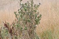 Cirsium vulgare