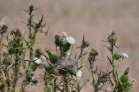 Cirsium vulgare
