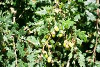 Quercus robur