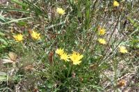 Scorzonera humilis