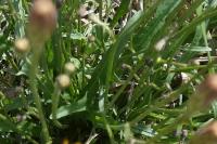 Scorzonera humilis
