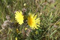 Sonchus arvensis