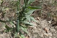 Erigeron sumatrensis