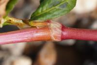 Persicaria maculosa