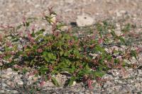 Persicaria maculosa