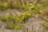 Cyperus eragrostis