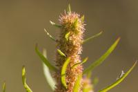 Rumex maritimus