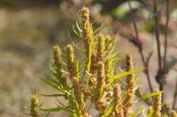 Rumex maritimus