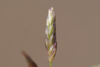 Eragrostis cilianensis