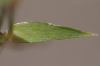 Eragrostis cilianensis