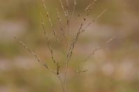 Panicum dichotomiflorum