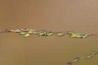 Panicum dichotomiflorum