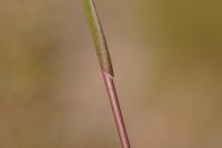 Panicum dichotomiflorum