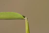 Leersia oryzoides