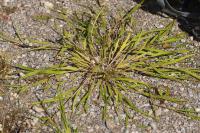 Leersia oryzoides