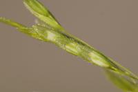 Leersia oryzoides