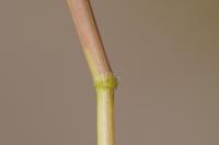 Leersia oryzoides