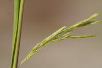Leersia oryzoides