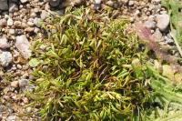 Ranunculus penicillatus