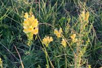 Linaria vulgaris
