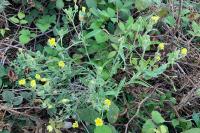 Andryala integrifolia