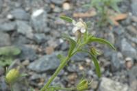 Chaenorhinum minus