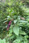 Phytolacca americana