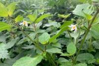 Solanum nigrum