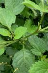 Solanum nigrum
