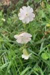 Silene latifolia