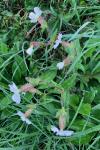 Silene latifolia
