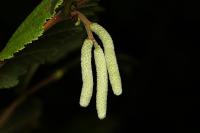Corylus avellana