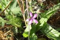 Dianthus armeria