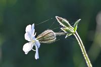 Silene latifolia