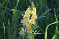 Linaria vulgaris