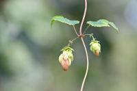 Humulus lupulus