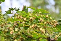 Humulus lupulus