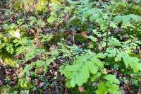 Sorbus aucuparia
