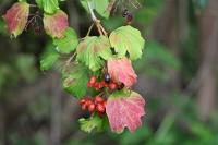 Viburnum opulus