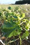 Datura stramonium