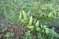 Asplenium scolopendrium