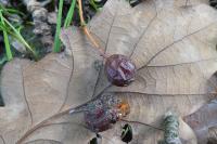 Torminalis glaberrima