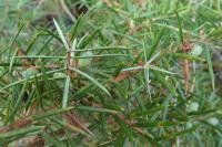 Juniperus communis