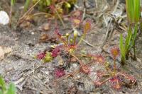 Drosera intermedia