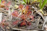 Drosera intermedia