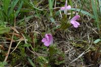 Pedicularis sylvatica