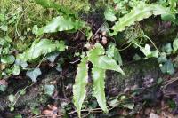Asplenium scolopendrium