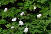Anemone nemorosa