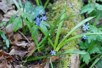 Scilla bifolia
