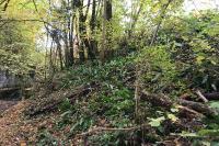 Asplenium scolopendrium